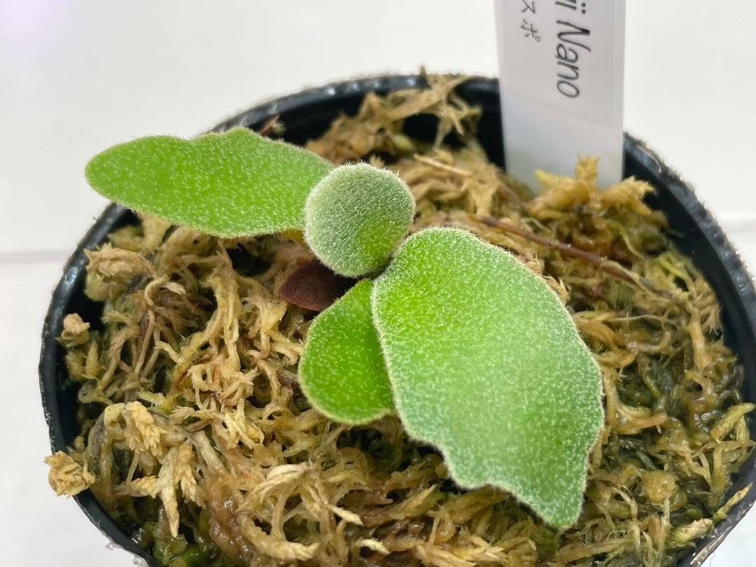 willinckii 胞子撒きから ビカクシダ willinckii Nano 胞子培養 2